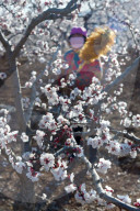 A Farmer Pollinates Apricot Flowers in Zaozhuang