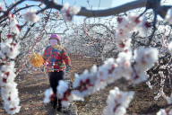 A Farmer Pollinates Apricot Flowers in Zaozhuang