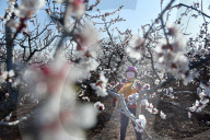 A Farmer Pollinates Apricot Flowers in Zaozhuang