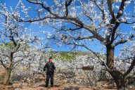 A Farmer Pollinates Apricot Flowers in Zaozhuang