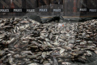 Protesters Dump Blackchin Tilapia In Front Of Police