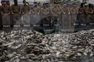 Protesters Dump Blackchin Tilapia In Front Of Police