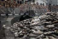 Protesters Dump Blackchin Tilapia In Front Of Police