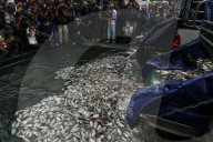 Protesters Dump Blackchin Tilapia In Front Of Police