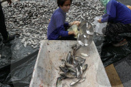 Protesters Dump Blackchin Tilapia In Front Of Police