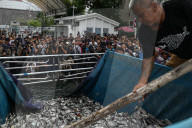 Protesters Dump Blackchin Tilapia In Front Of Police