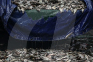 Protesters Dump Blackchin Tilapia In Front Of Police