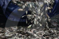 Protesters Dump Blackchin Tilapia In Front Of Police