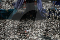 Protesters Dump Blackchin Tilapia In Front Of Police