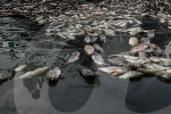 Protesters Dump Blackchin Tilapia In Front Of Police