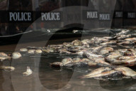 Protesters Dump Blackchin Tilapia In Front Of Police