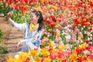 Blooming Tulips at Nanjing Zhongshan Botanical Garden in Nanjing
