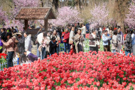 Blooming Tulips at Nanjing Zhongshan Botanical Garden in Nanjing