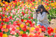 Blooming Tulips at Nanjing Zhongshan Botanical Garden in Nanjing