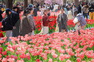 Blooming Tulips at Nanjing Zhongshan Botanical Garden in Nanjing