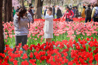 Blooming Tulips at Nanjing Zhongshan Botanical Garden in Nanjing