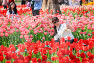 Blooming Tulips at Nanjing Zhongshan Botanical Garden in Nanjing