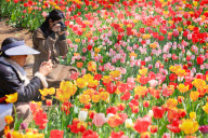 Blooming Tulips at Nanjing Zhongshan Botanical Garden in Nanjing