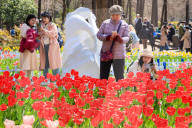 Blooming Tulips at Nanjing Zhongshan Botanical Garden in Nanjing