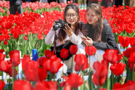 Blooming Tulips at Nanjing Zhongshan Botanical Garden in Nanjing