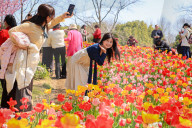 Blooming Tulips at Nanjing Zhongshan Botanical Garden in Nanjing