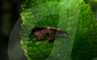 Black Looper - Hyposidra Talaca - Animal India
