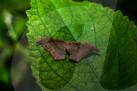 Black Looper - Hyposidra Talaca - Animal India