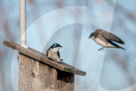Wildlife At The Oxbow Nature Conservancy