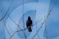 Wildlife At The Oxbow Nature Conservancy