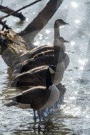Wildlife At The Oxbow Nature Conservancy