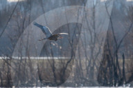 Wildlife At The Oxbow Nature Conservancy