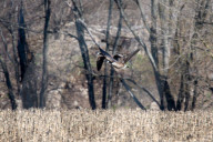 Wildlife At The Oxbow Nature Conservancy