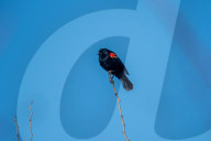Wildlife At The Oxbow Nature Conservancy