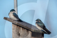 Wildlife At The Oxbow Nature Conservancy