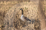 Wildlife At The Oxbow Nature Conservancy