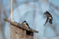 Wildlife At The Oxbow Nature Conservancy