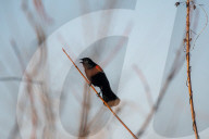 Wildlife At The Oxbow Nature Conservancy