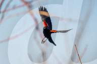 Wildlife At The Oxbow Nature Conservancy