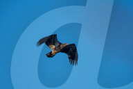Wildlife At The Oxbow Nature Conservancy