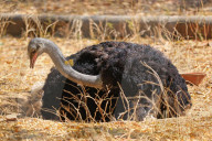 First Successful Ostrich Breeding In Jaipur Zoo 