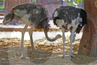 First Successful Ostrich Breeding In Jaipur Zoo 