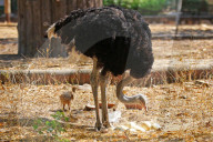 First Successful Ostrich Breeding In Jaipur Zoo 