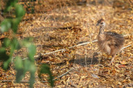 First Successful Ostrich Breeding In Jaipur Zoo 