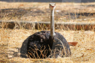 First Successful Ostrich Breeding In Jaipur Zoo 