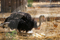 First Successful Ostrich Breeding In Jaipur Zoo 