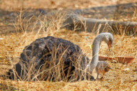 First Successful Ostrich Breeding In Jaipur Zoo 