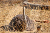 First Successful Ostrich Breeding In Jaipur Zoo 