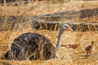 First Successful Ostrich Breeding In Jaipur Zoo 