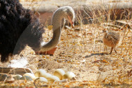 First Successful Ostrich Breeding In Jaipur Zoo 