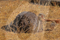 First Successful Ostrich Breeding In Jaipur Zoo 